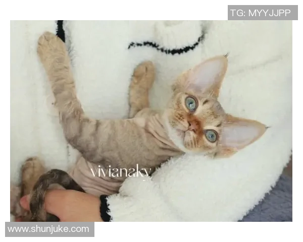 足球明星猫舍的可爱猫咪图片欣赏与明星们的温馨时刻分享