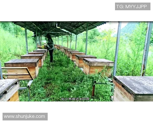 重庆羽毛球队的成功之道：探索其运营模式与发展策略